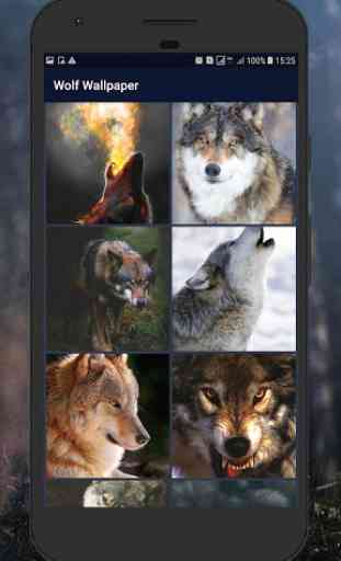 Wolf Wallpaper 2