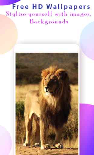 Lion Wallpaper HD 1