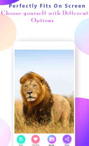 Lion Wallpaper HD 4
