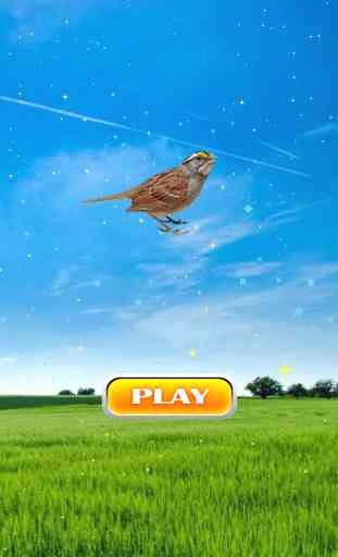 Sparrow Bird Game 2