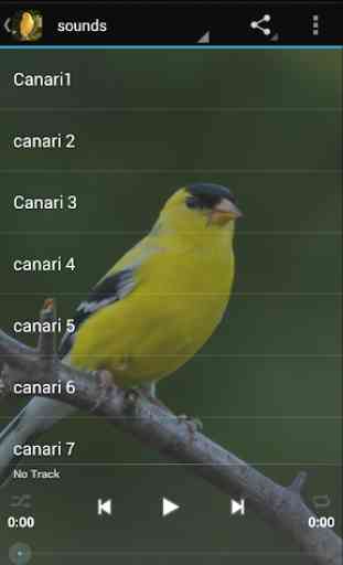 le chant des oiseaux canaris 1