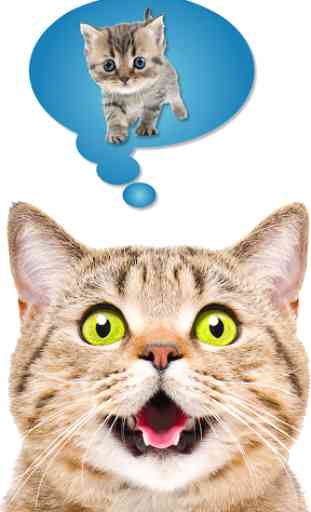 Cat Translate: Speak to your Kitten ( 3