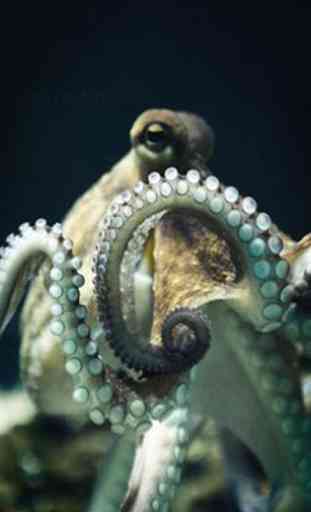 Octopus wallpaper 3