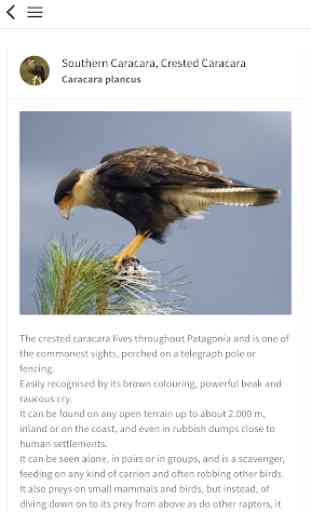 Birds of Patagonia 4