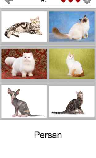 Chats e chattes - Quiz sur les races populaires 4
