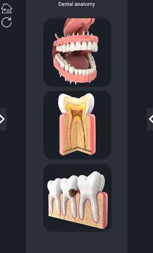 Dental  Anatomy 1