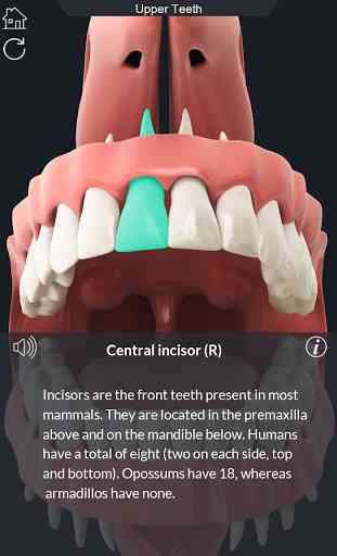 Dental  Anatomy 3