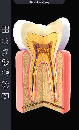 Dental Anatomy Pro. 1