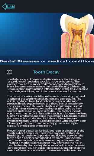 Dental Anatomy Pro. 3