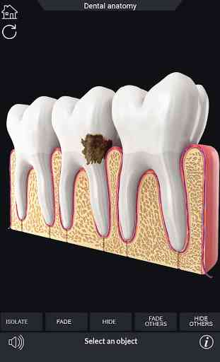 Dental Anatomy Pro. 4