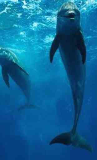 Documentaires animaliers du monde marin 1