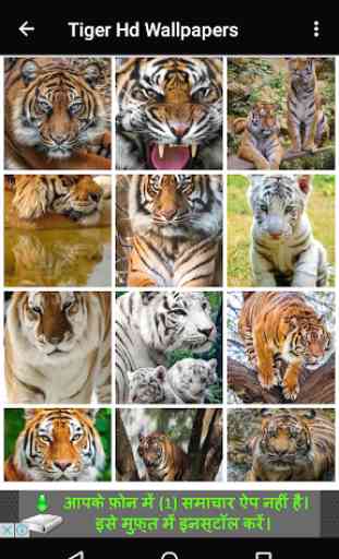 Tiger Hd Wallpapers 3