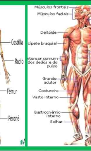 Anatomie humaine en 3D. Le corps humain 1