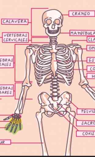 Anatomie humaine en 3D. Le corps humain 2