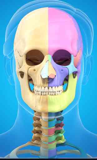My Skull Anatomy 1