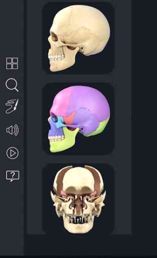 My Skull Anatomy 2