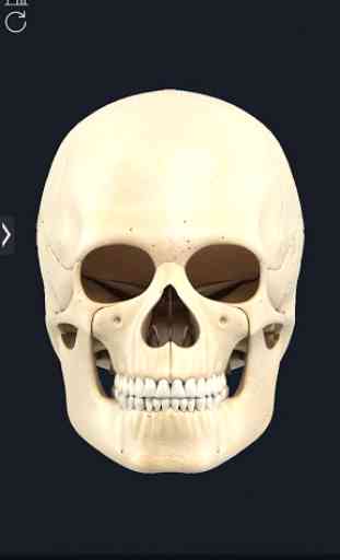 My Skull Anatomy 3