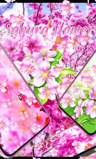 Sakura flowers live wallpaper 1