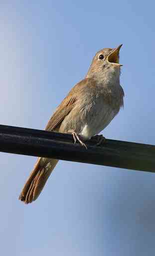 Appp.io - le chant des oiseaux Nightingale 1