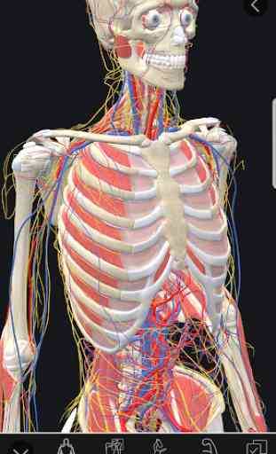 3D Organon Anatomy | Enterprise edition 1