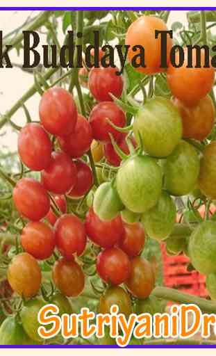 Tricks Tomate Culture 4