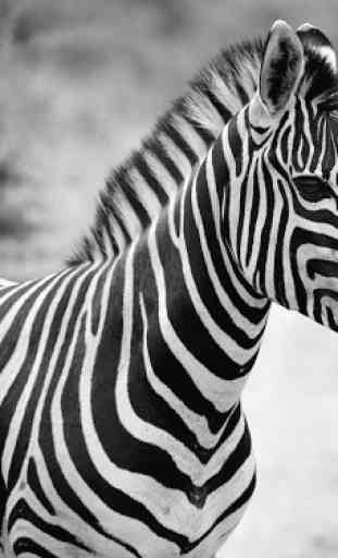Zebra Wallpapers 4