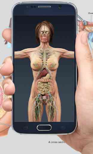 Human anatomy 3D : Organs and Bones 2