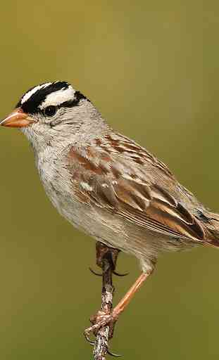 Appp.io - Sparrow Bird Sounds 1