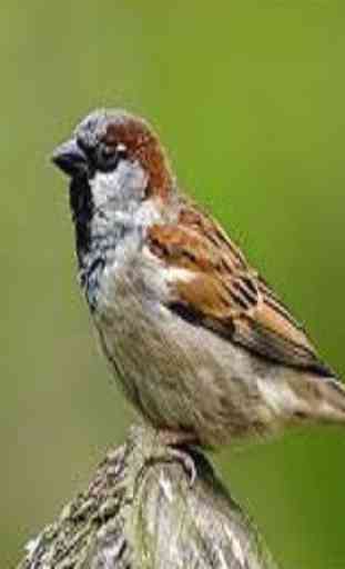 Sparrow 3