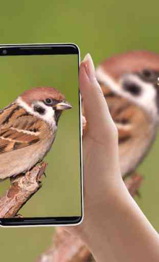 Sparrow Bird Ringtones 1