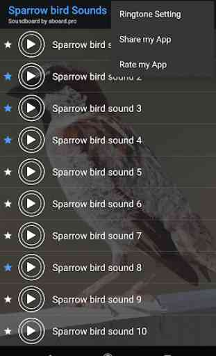 Sparrow semble oiseau ~ Sboard.pro 4