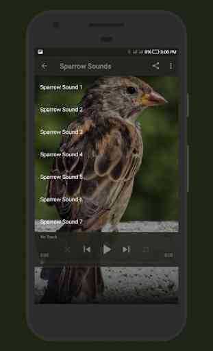Sparrow Sounds 2