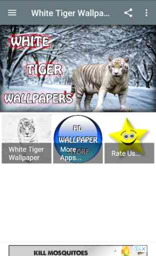 White Tiger Wallpaper Hd 1