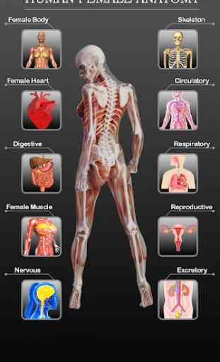 Female Anatomy 3D -Female Organs, Bones & Skeleton 1