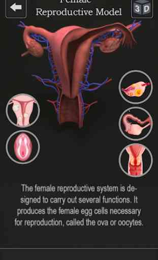 Female Anatomy 3D -Female Organs, Bones & Skeleton 2