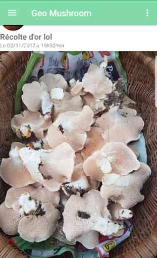 Geo Mushroom - Champignon cueillette 1