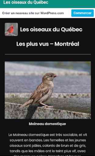 Les oiseaux du Québec 1