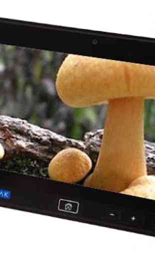 Mushroom Book Free 1