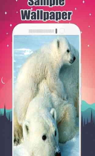 Polar Bear Wallpaper HD  1