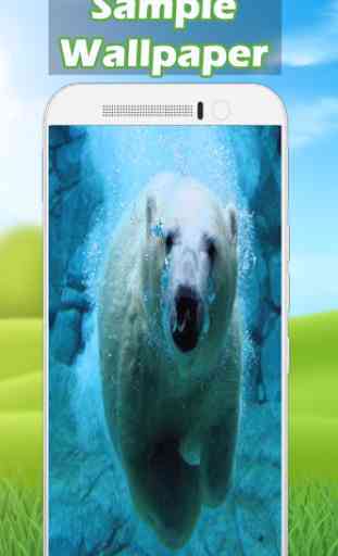 Polar Bear Wallpaper HD  2