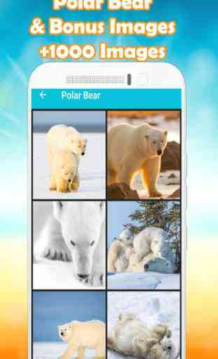 Polar Bear Wallpaper HD  3