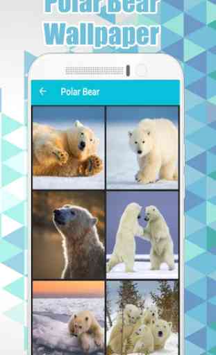 Polar Bear Wallpaper HD  4