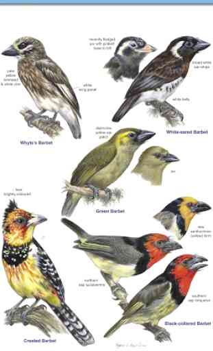 Roberts Bird Guide 2 2