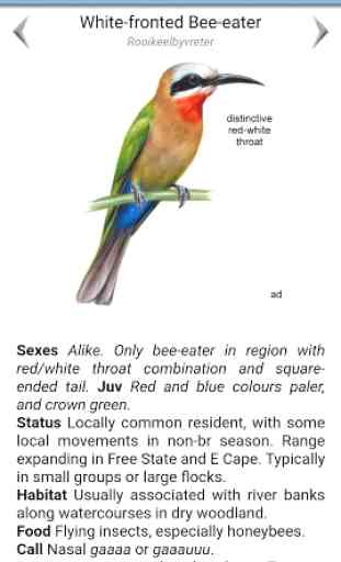 Roberts Bird Guide 2 4