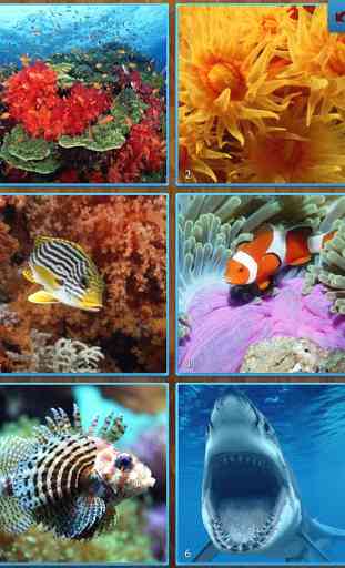 Sea Life Jigsaw Puzzles 1