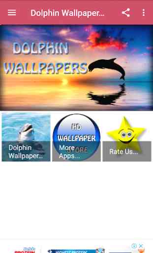 Dolphin Wallpaper Hd 1