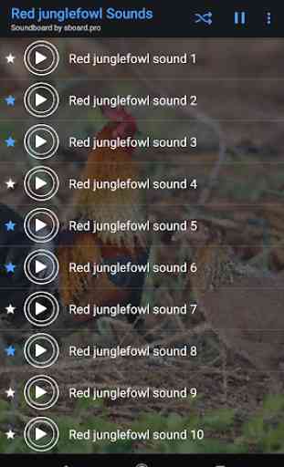 Sons junglefowl Red ~ Sboard.pro 2