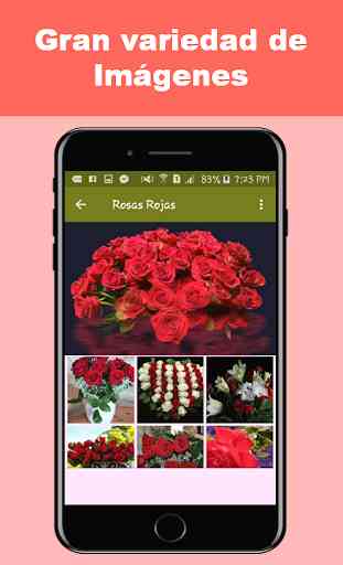 Flores y Rosas Rojas imágenes gratis 1