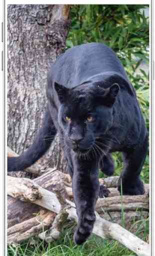 Black Panther Wallpaper HD 1