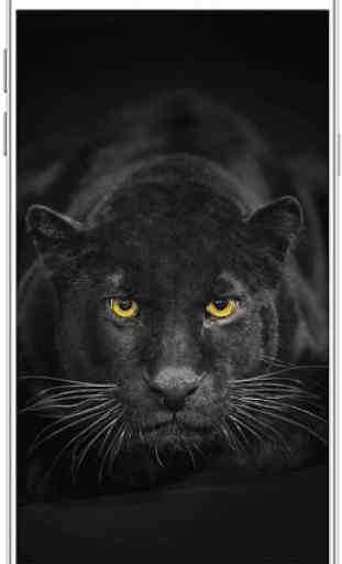 Black Panther Wallpaper HD 2
